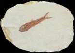 Knightia Fossil Fish - Wyoming #67366-1